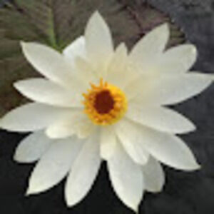 Meet your Posher, Andy